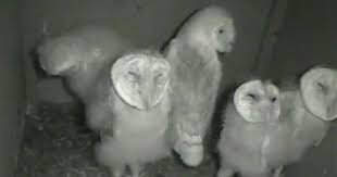 Barn Owl Get Ready To Fledge