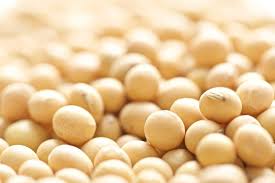 soy crop soybean varieties lidea seeds