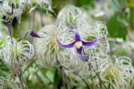 Clematis Don T Plant Climbers Plant