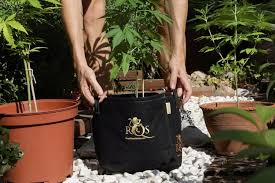 Types Of Containers For Growing Weed