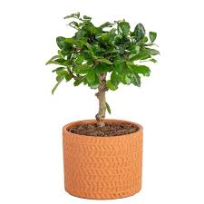 Ficus Bonsai Indoor Plant