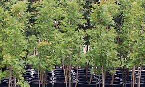 Container Grown Trees Knowledgebase