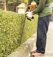 Tree Care Services Manor Gardens Tree