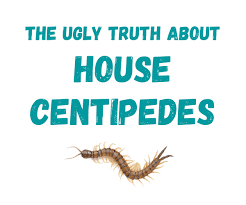 What You Should Know About Centipedes