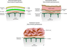 Glia Limitans An Overview