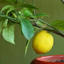 Meyer Lemon Trees Citrus Trees