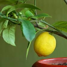 Meyer Lemon Trees Citrus Trees