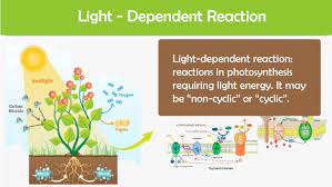 Photosynthesis Definition Javatpoint
