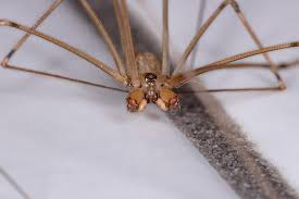 Are Cellar Spiders Good Omnis Pest
