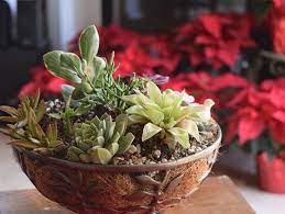 How To Plant Succulents 8 Growing