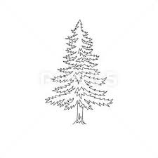 Line Drawing Of Beauty Exotic Pine Tree