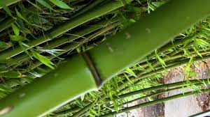 Green Bamboo Plants In Garden Vertical