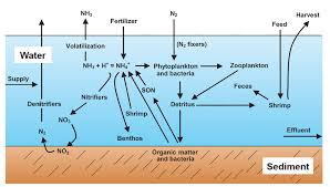 Total Ammonia Nitrogen