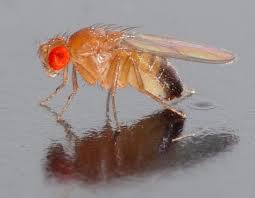 Sarah Browning Fall Is Fruit Fly Time