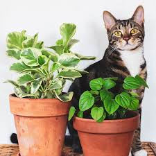 The Best Pet Friendly Houseplants