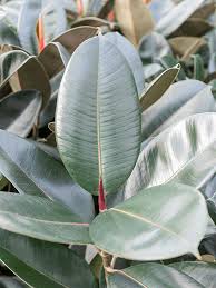 How To Care For Ficus Elastica Leafy Life