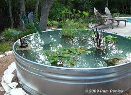 Container Pond In A Stock Tank