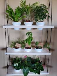 Window Plants Plant Shelves Herbs Indoors