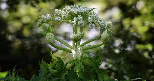 Dog Owners Issued Giant Hogweed Warning
