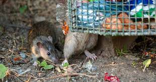 Greedy Fat Rats Resistant To Poison