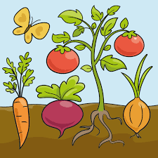 How To Draw Vegetables Really Easy