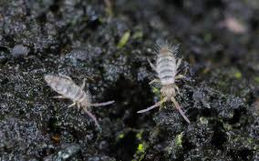 Springtail Images Browse 643 Stock