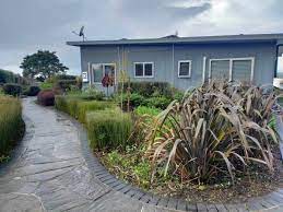 Low Maintenance Nz Native Plants Guide