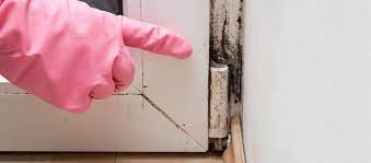 How To Tackle Mold After Water Damage