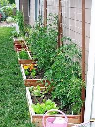 Backyard Vegetable Gardens