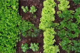 How To Keep Rodents Out Of Garden