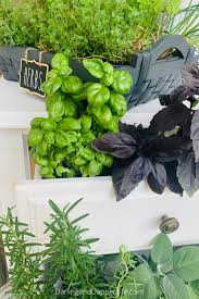 Outdoor Herb Garden In A Chest Of