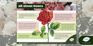 Rose Plants Plantcare Flowers Twinkl