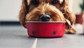 Wash Your Pet Food Bowl