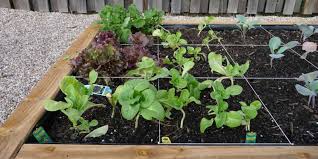 7 Steps To Starting Your Own Garden