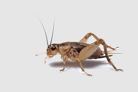House Cricket Boxelder Bug