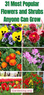 31 Most Popular Flowers And Shrubs