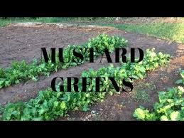 Planting Mustard Greens