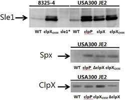 The Clpxp Protease Is Dispensable For
