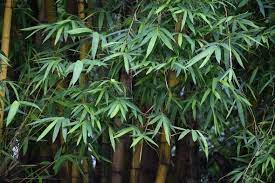 Plant Warning Bamboo Is Aggressive