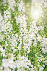 20 Best White Flowers For Your Garden
