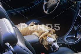 A Boxer Dog Laying On The Front Seat