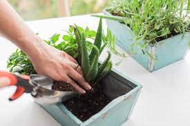 How To Plant A Mini Herb Garden