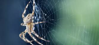 Spiders In Your Basement Crawl Space