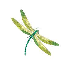 Premium Vector Dragonfly Green