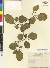 The Genus Lycianthes Solanaceae