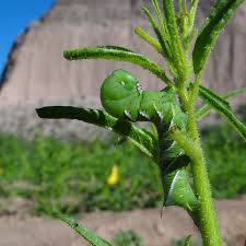 Caterpillars Repel Predators With