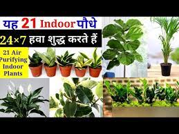 Air Purifying Plants In India