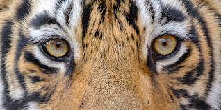 Bengal Tiger Eyes Close Up Tiger