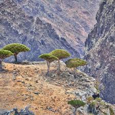 Socotra Island Yemen Atlas Obscura