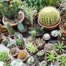 Best Cactus Accessories And Tools To